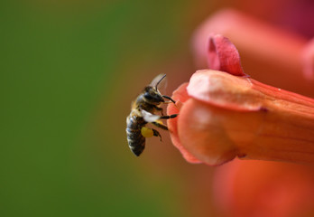 Bee flying and collecting fine dust from blossom flower 