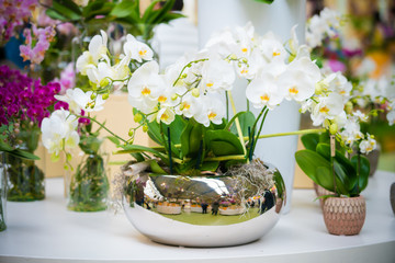 beautiful Phalaenopsis orchid flowers. beautiful flowers © EwaStudio