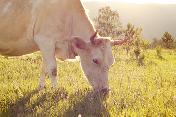 White-brown cow grazing on a flowering mountain pasture in the morning