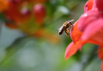Bee flying and collecting fine dust from blossom flower 