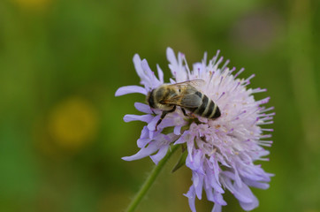 honey bee flies on blooming flowers and collecting pollen
