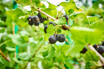 Branch of black currant in the garden