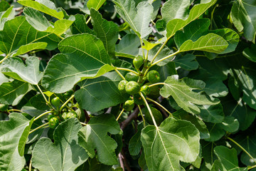 fig fruits tree