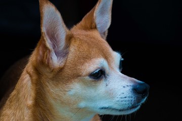 tan white brown puppy dog canine
