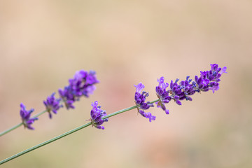 Betörend duftender Lavendel lädt Bienen und andere Insekten zur Bestäubung ein