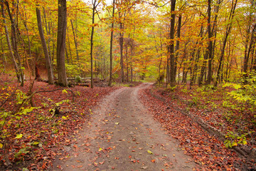 Obraz premium autumn colorful forest with road