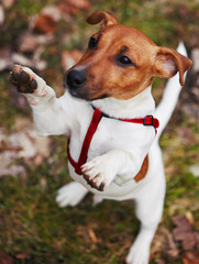 Dog Jack Russell Terrier puppy, trust, feeding from the hand, stands on its hind legs