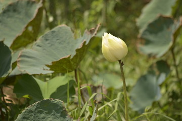  White lotus