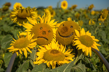 Many sunflowers lie in a chair. One has a laughing mouth and the other a sad mouth. Concept: summer or emotions