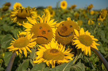 Many sunflowers lie in a chair. One has a laughing mouth and the other a sad mouth. Concept: summer or emotions