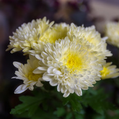 Chrysanthemum Flowers Bunch with Leaves