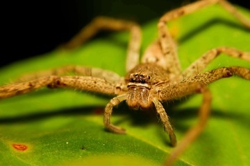 spider of macro