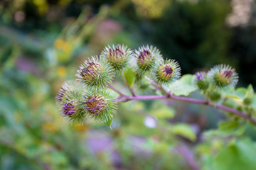 Medicinal plantation burdock. Arctium lappa