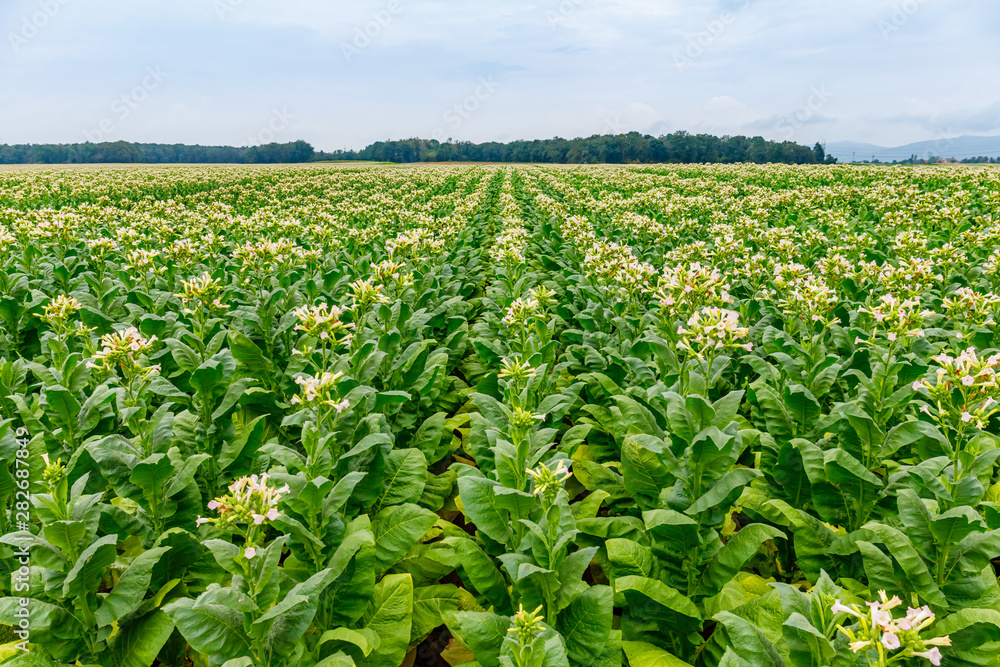 Wall mural Green Tobacco leaves and pink flowers.  Blooming tobacco field. Flowering tobacco plants on tobacco field background, Germany.  Tobacco big leaf crops growing in tobacco plantation field