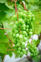 Ripe grapes on branch with leaves in wine region