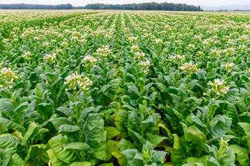 Green Tobacco leaves and pink flowers.  Blooming tobacco field. Flowering tobacco plants on tobacco field background, Germany.  Tobacco big leaf crops growing in tobacco plantation field
