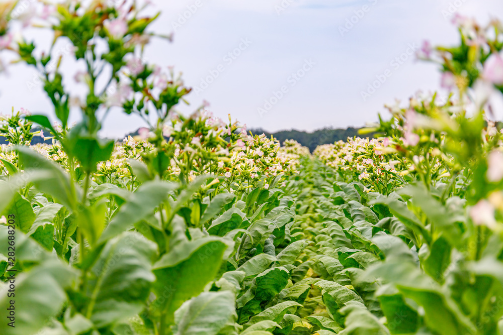 Wall mural Green Tobacco leaves and pink flowers.  Blooming tobacco field. Flowering tobacco plants on tobacco field background, Germany.  Tobacco big leaf crops growing in tobacco plantation field