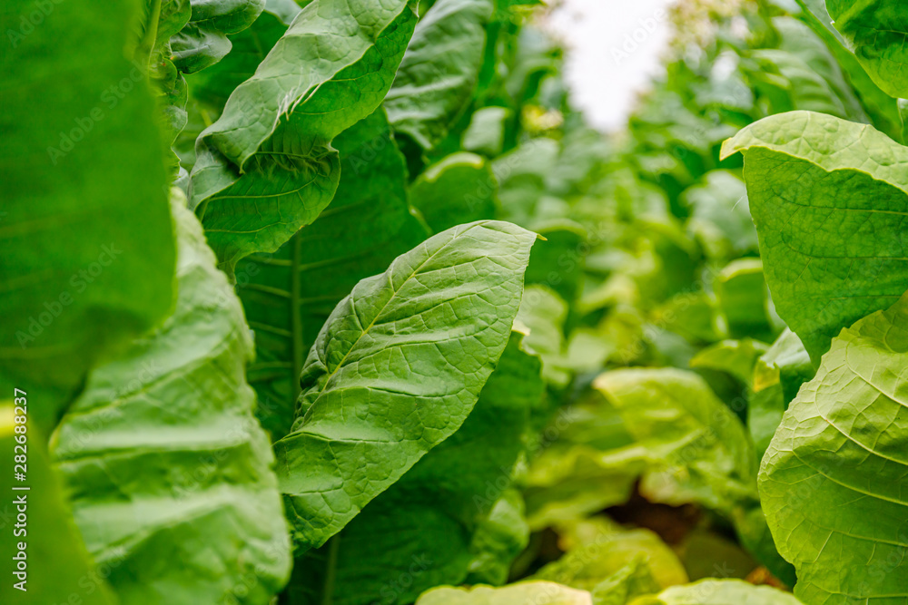 Wall mural Green Tobacco leaves and pink flowers.  Blooming tobacco field. Flowering tobacco plants on tobacco field background, Germany.  Tobacco big leaf crops growing in tobacco plantation field