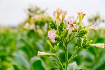 Green Tobacco leaves and pink flowers.  Blooming tobacco field. Flowering tobacco plants on tobacco field background, Germany.  Tobacco big leaf crops growing in tobacco plantation field