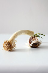 Leeks and garlic in a white background