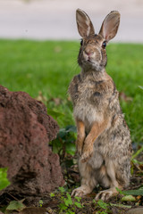 Funny rabbit looking guilty in the garden