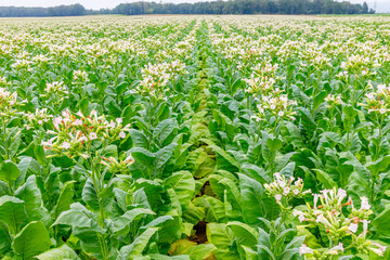 Green Tobacco leaves and pink flowers.  Blooming tobacco field. Flowering tobacco plants on tobacco field background, Germany.  Tobacco big leaf crops growing in tobacco plantation field