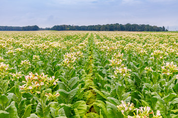 Green Tobacco leaves and pink flowers.  Blooming tobacco field. Flowering tobacco plants on tobacco field background, Germany.  Tobacco big leaf crops growing in tobacco plantation field