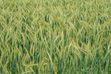 Wheat flied panorama.  rural countryside