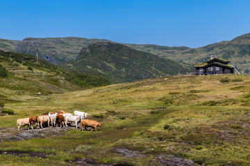Panoromic view with cows and a house of the National Norwegian Scenic route Gaularfjellet between Myrkdalen and Vik in Norway Scandinavia (n13)