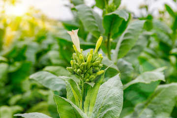Green Tobacco leaves and pink flowers.  Blooming tobacco field. Flowering tobacco plants on tobacco field background, Germany.  Tobacco big leaf crops growing in tobacco plantation field
