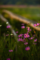 Obraz premium Summer in the countryside. Pink cosmea flowers in a rustic garden.