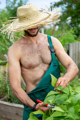 shirtless gardener with straw hat cutting flowers in the garden