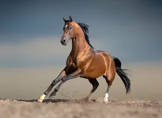Fond de hotte en verre imprimé Chevaux Bay cheval arabe courant dans le désert