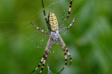 cross wasp spider waits on its web for its prey