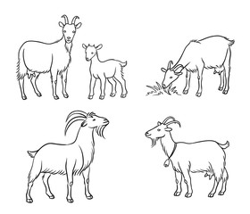 Set of different goats in contours - vector illustration