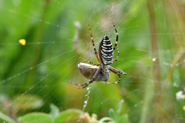 wasp Spider on hunting bug insects on his web macro photo