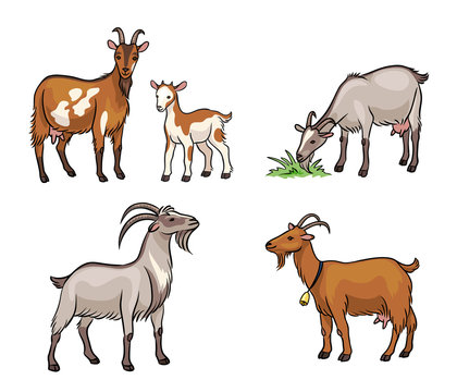 Set of different goats  - vector illustration