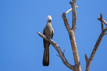 Graulärmvogel Namibia