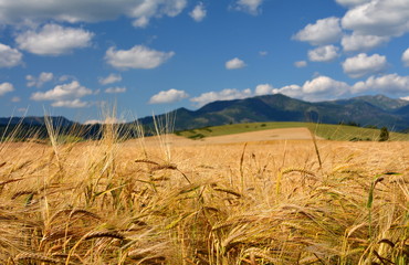 widok na pola i góry © robert6666