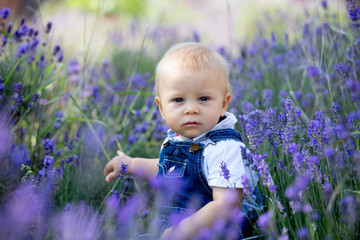 Sweet toddler child in casual cloths, sitting in lavender field, smiling