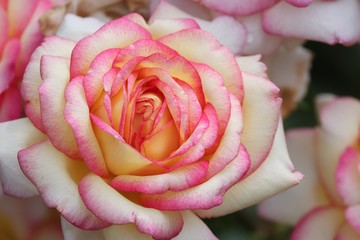 Rose mit ros und weißen Blättern