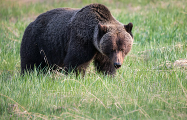 Grizzly bear in th ewild
