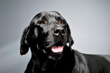 Portrait of an adorable Labrador retriever looking curiously - isolated on grey background