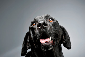 Portrait of an adorable Labrador retriever looking up curiously - isolated on grey background