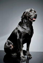Studio shot of an adorable Labrador retriever sitting and looking curiously