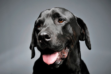 Portrait of an adorable Labrador retriever looking curiously - isolated on grey background