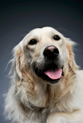 Portrait of an adorable Golden retriever looking curiously at the camera - isolated on grey background