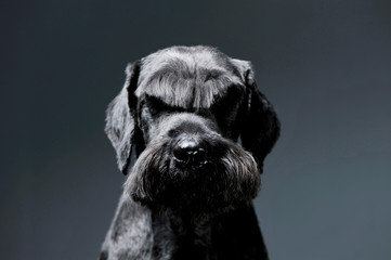 Portrait of an adorable Schnauzer looking looking curiously at the camera - isolated on grey background