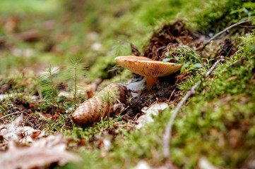 Mushroom