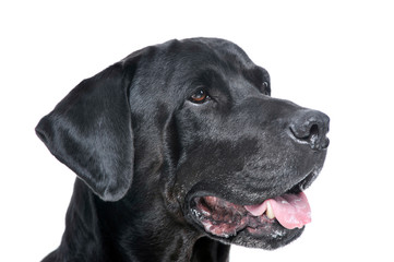 Portrait of an adorable Labrador retriever looking curiously - isolated on white background